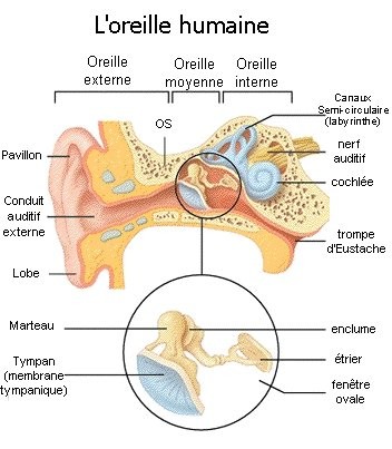 Située entre l'oreille externe et l'oreille interne. Elle est composée